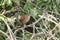 A Wren Troglodytes troglodytes singing perched on a thorny bramble stem.