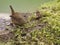 Wren Troglodytes troglodytes single bird on ground