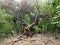 Wretched tree under natural deforestation and reforestation of the forest