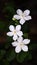 Wrightia antidysenterica aka white angel flower