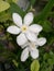 Wrightia antidysenterica, beautiful white flower