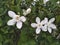 Wrightia antidysenterica or Paste Jasmine