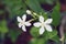 Wrightia antidysenterica, white snowflake, wrightia, Inda flower in the garden