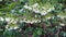 Wrightia arborea flower white color