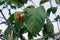 Wrightia dubia, an evergreen shrub