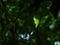 Wrightia leaf