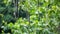 Wrightia pubescens (Mentaok, Mentaos, Bintaos) plant.