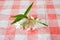 Wrightia religiosa Benth flower on tablecloth