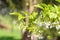 Wrightia religiosa Benth or Mok flowers background