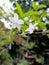 Wrightia Religiosa Bonsai Flowers