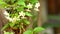 Wrightia religiosa flower