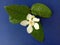 Wrightia religiosa flower blooming on green leaves and blue background closeup.