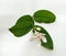 Wrightia religiosa flower blooming on green leaves isolated on white background closeup.