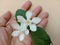 Wrightia religiosa on hand and leaves isolated on wall background is a flower.