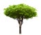 Wrightia religiosa tree isolated