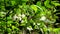 Wrightia religiosa white flowers