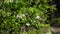 Wrightia religiosa white flowers