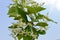 Wrightia tinctoria R. Br. Pala indigo Flowering twig