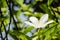Wrigthia antidysenterica, Angiosperms flower