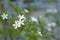 Wrigthia antidysenterica flower bloom with green leaves