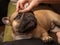 Wrinkle Cleaning for French Bulldog