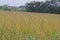 Wrinkle duck-beak, major grasses weed in rice field