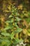 Wrinkle-Leaved Goldenrod (Solidago rugosa)