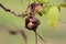 Wrinkled dark brown walnut husk with light brown shell started to emerge surrounded with green and brown leaves