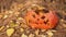 Wrinkled face of a festive pumpkin after Halloween in forest