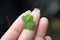 wrinkled fingers holding the mountain clover leaves