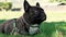 Wrinkled french bulldog on a walk on a green summer lawn.