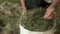 The wrinkled hands of an elderly woman fold dry grass, hay in a canvas bag. Close-up. Country work, subsistence farming