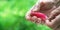 Wrinkled hands wash red radish under running water closeup