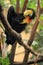 Wrinkled hornbill