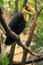 Wrinkled hornbill