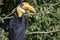 Wrinkled hornbill