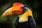 Wrinkled Hornbill, Aceros corrugantus, detail portrait of beautiful forest bird from Thailand Malaysia. Big bill bird with yellow
