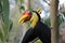 Wrinkled hornbill side on profile