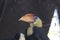 Wrinkled hornbilll Rhabdotorrhinus corrugatus 4