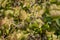 Wrinkled leaves and branches of currant close-up macro. Disease and Pests