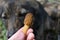 Wrinkled mushroom in hand against the background of a dark dog