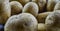 Wrinkled old dry potatoes on a pile, selective focus on the rear potatoes