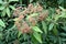 Wrinkled potassium Viburnum rhytidophyllum Hemsl.. Brush of ripening fruits