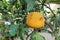 Wrinkled ripen lemon on a branch