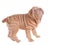 Wrinkled sharpei puppy playing