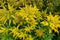 Wrinkleleaf goldenrod (solidago rugosa) flowers