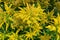 Wrinkleleaf goldenrod (solidago rugosa) flowers