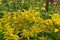 Wrinkleleaf goldenrod (solidago rugosa) flowers