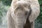 Wrinkly elephant