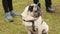 Wrinkly fawn pug sitting on leash and looking around attentively, dog breeding